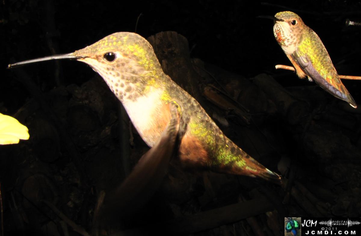 Hummingbird photo captured from Robo-Cam Motion Detection at JCMDI.COM